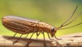 Caddisfly flying insect mothlike harmless mayfly