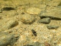 Caddisfly larva with case crawling over lake bottom