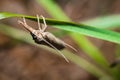 The caddisfly [order Trichoptera