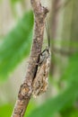 Caddisfly Royalty Free Stock Photo