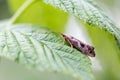 Caddisfly Trichoptera macro portrait