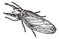 Caddisfly or Trichoptera, vintage engraving