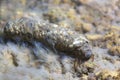 Caddisfly underwater, Caddisflie larvae