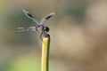 Caddo Dragonfly Royalty Free Stock Photo