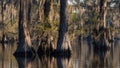 Caddo Lake, with its old trees and endless reflections, is a magical and unique place. Royalty Free Stock Photo