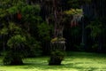 Caddo Lake Lousiana Swamp