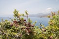 Cade juniper, in the background coast of Crete Royalty Free Stock Photo