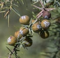 Cade juniper, Juniperus oxycedrus Royalty Free Stock Photo
