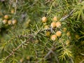 A cade juniper with fruits in early spring Royalty Free Stock Photo