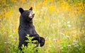 Cades Cove Black Bear