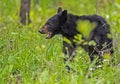 A Black Bear is feeding on green grass. Royalty Free Stock Photo