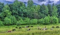 Cades Cove Horses Grazing During Summer Shower Royalty Free Stock Photo