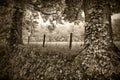 Cades Cove Meadow Viewed Between Two Trees Royalty Free Stock Photo