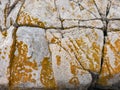 Cadillac Mountain Granite with Yellow Lichen Royalty Free Stock Photo
