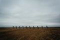 The Cadillac Ranch, along Historic Route 66 in Amarillo, Texas. Royalty Free Stock Photo