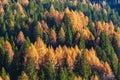 The spectacular colours of autumn in the Dolomites Royalty Free Stock Photo