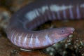 Caecilian / Geotrypetes seraphini Royalty Free Stock Photo