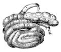 Caecum and Colon of a Hog, vintage illustration