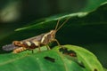 Caelifera brown on the leaves in nature