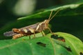 Caelifera brown on the leaves in nature