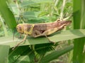 Caelifera grasshopper on a leaf