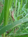 Caelifera grasshopper on a leaf branch
