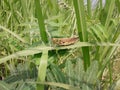 Caelifera grasshopper on a wooden branch