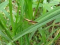 Caelifera grasshopper on leaf