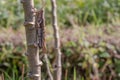 Grasshoppers that attack cassava plants also do not escape the attacks of other nuisance animals