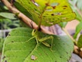 A small green grasshopper is hiding among the leaves Royalty Free Stock Photo
