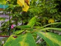 Green grasshoppers on the leaves in the middle of the garden Royalty Free Stock Photo