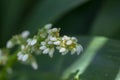 Caeruleum aubl, small white flowers Royalty Free Stock Photo