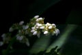 Caeruleum aubl, small white flowers Royalty Free Stock Photo