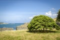 Caesalpinia coriaria is known as Divi-divi, Cascalote, Guaracabuya, Guatapana, Nacascol and Watapana in different regions