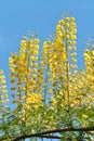 Caesalpinia decapetala Royalty Free Stock Photo