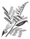 Caesalpinia echinata or brazilwood vintage engraving