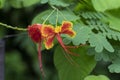 Caesalpinia flower beautiful perennial flowers with reddish-orange color. Royalty Free Stock Photo