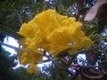 caesalpinia flower with bright yellow color and beautiful Royalty Free Stock Photo