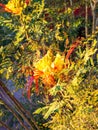 Caesalpinia gilliesii, common name - Bird of Paradise yellow flower Royalty Free Stock Photo