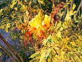 Caesalpinia gilliesii, common name - Bird of Paradise yellow flower Royalty Free Stock Photo