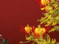 Caesalpinia gilliesii, common name - Bird of Paradise yellow flower