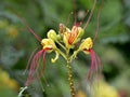 Caesalpinia gilliesii flowers Royalty Free Stock Photo