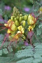 Caesalpinia gilliesii flowers Royalty Free Stock Photo