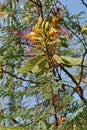 Caesalpinia gilliesii, flowers,fruitsand leaves Royalty Free Stock Photo