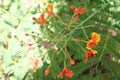 Caesalpinia pulcherrima also called poinciana, peacock flower, red bird of paradise, Mexican bird of paradise, dwarf poinciana, Royalty Free Stock Photo