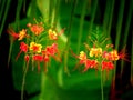 Caesalpinia pulcherrima, called flamboyant, lesser flamboyant, peacock flower, pride of China, macata or baraguette Royalty Free Stock Photo