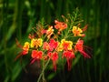 Caesalpinia pulcherrima, called flamboyant, lesser flamboyant, peacock flower, pride of China, macata or baraguette Royalty Free Stock Photo