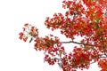 Caesalpinia pulcherrima Flame Tree flower, isolated