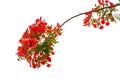 Caesalpinia pulcherrima Flame Tree flower