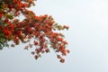 Caesalpinia pulcherrima flower or Peacock flower on tree Royalty Free Stock Photo